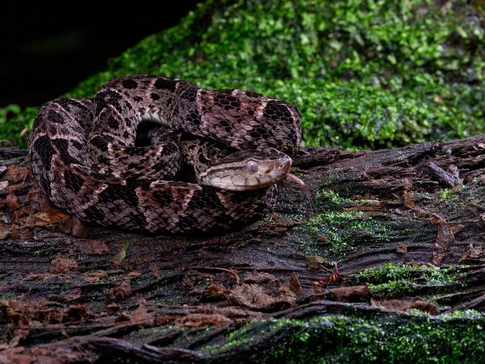 The Most Venomous Snakes On Planet Earth Today