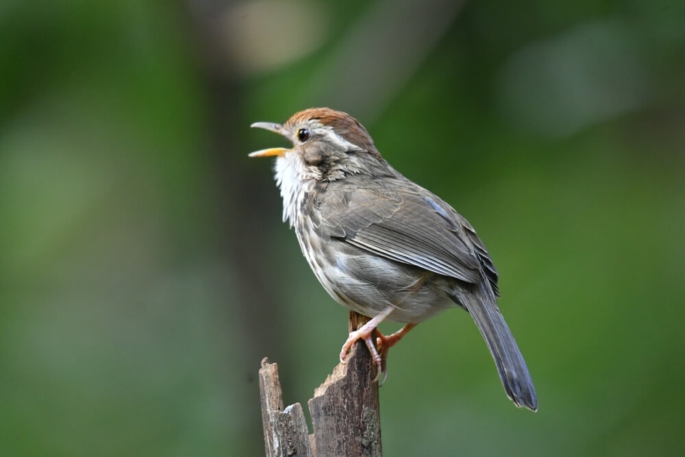 25 Incredible Bird Species Of The Amazon