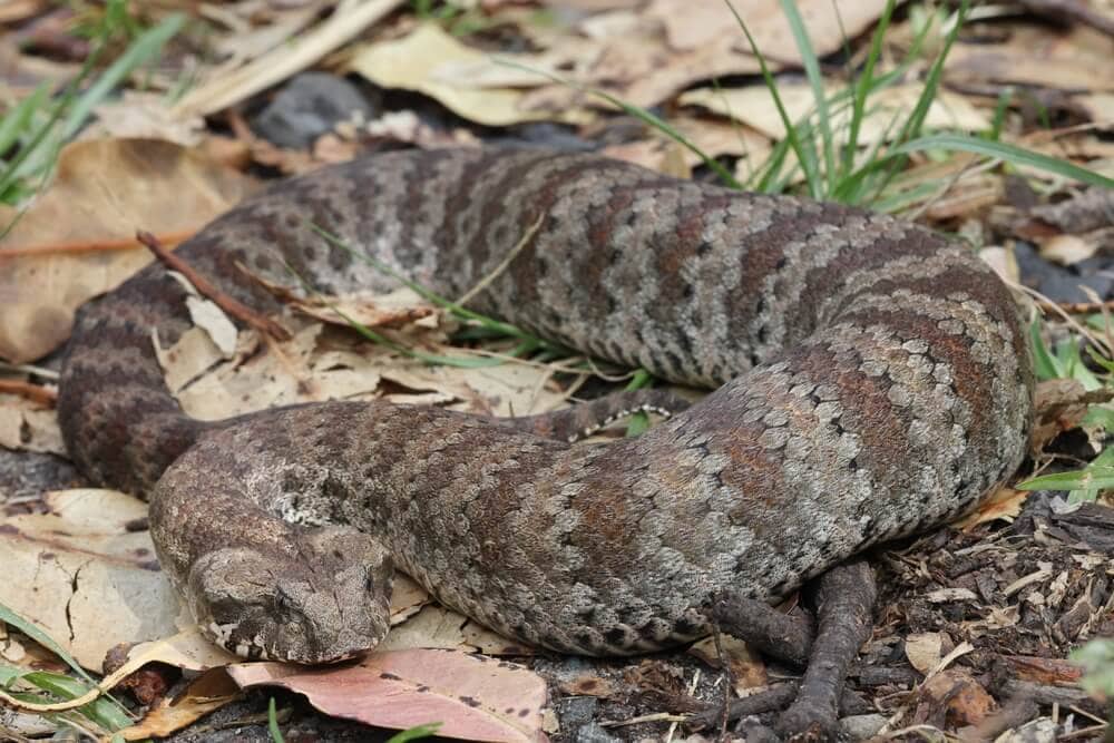 The Most Venomous Snakes On Planet Earth Today