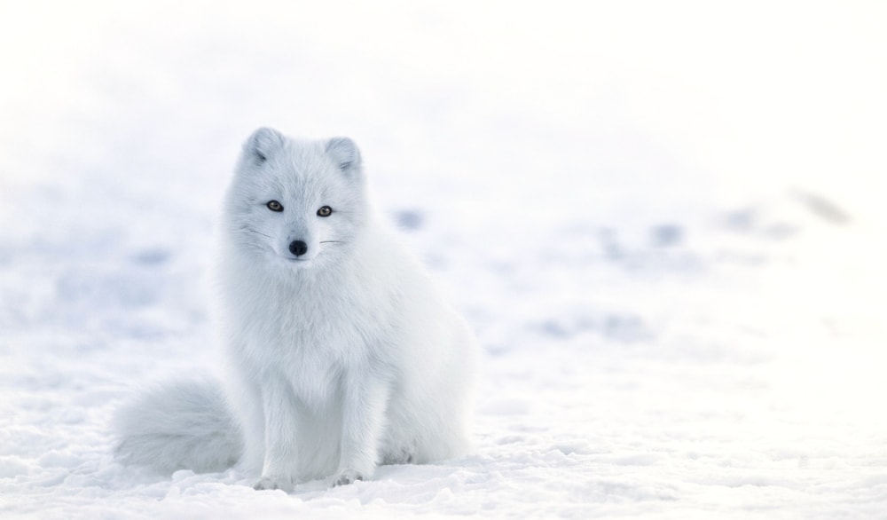 Wildlife in Alaska Puts the Continental US to Shame