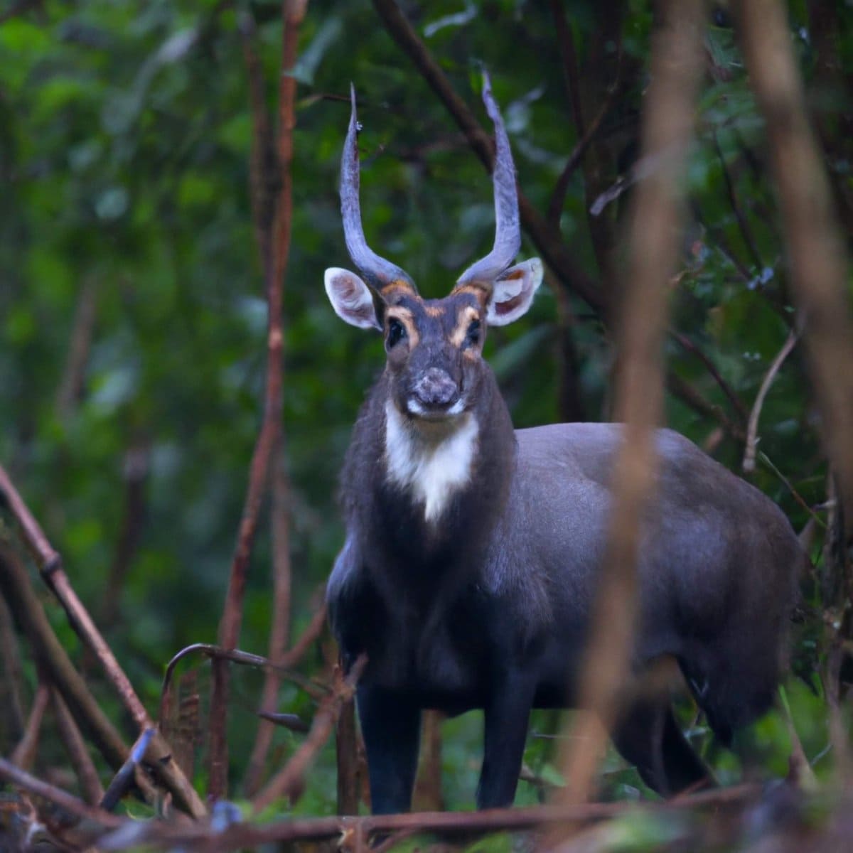 30 Animals Brought Back from the Brink of Extinction