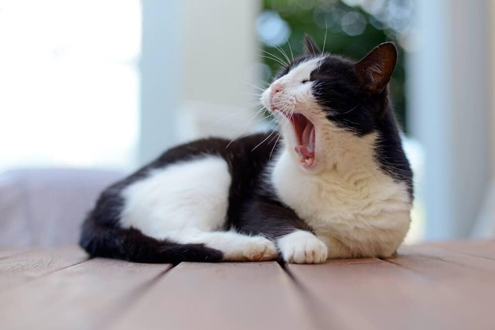 The Science Behind Why Yawning Is ‘Contagious’