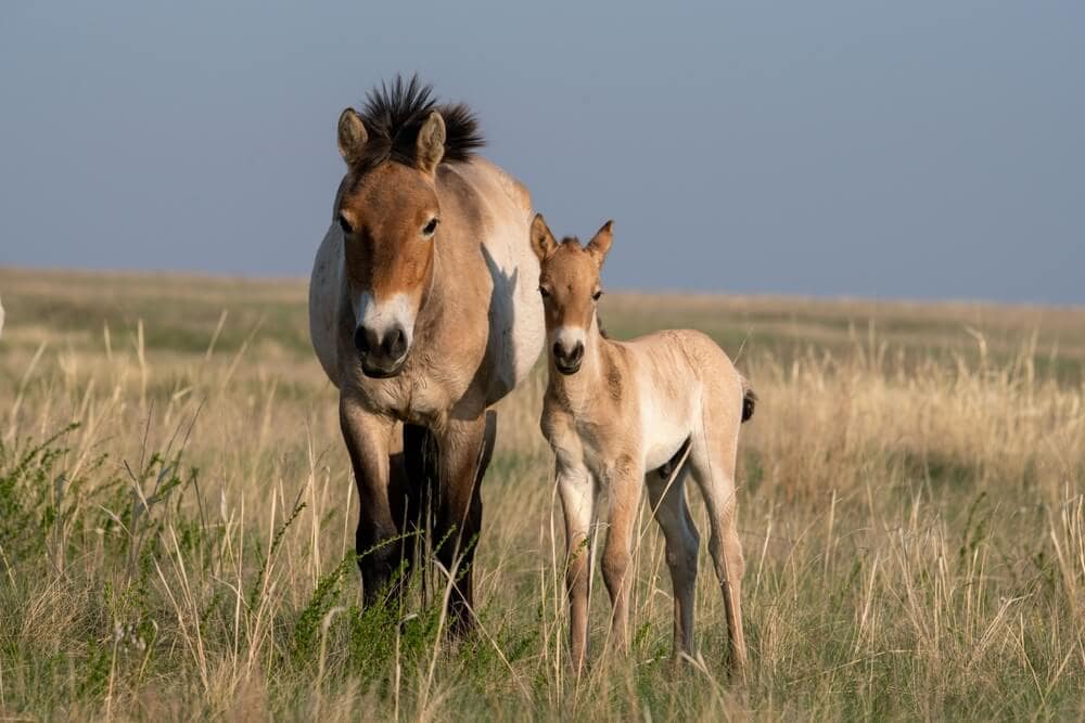 30 Animals Brought Back from the Brink of Extinction