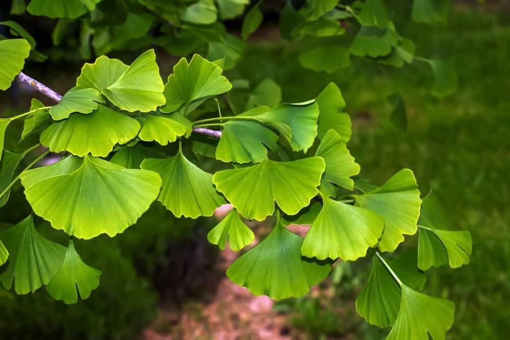 A Natural Science Enthusiast’s Guide to Medicinal Plants