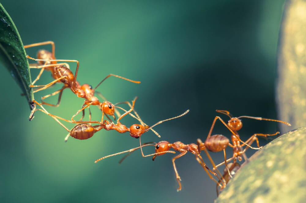 Here’s How Ants and Other Animals Find Their Way Home