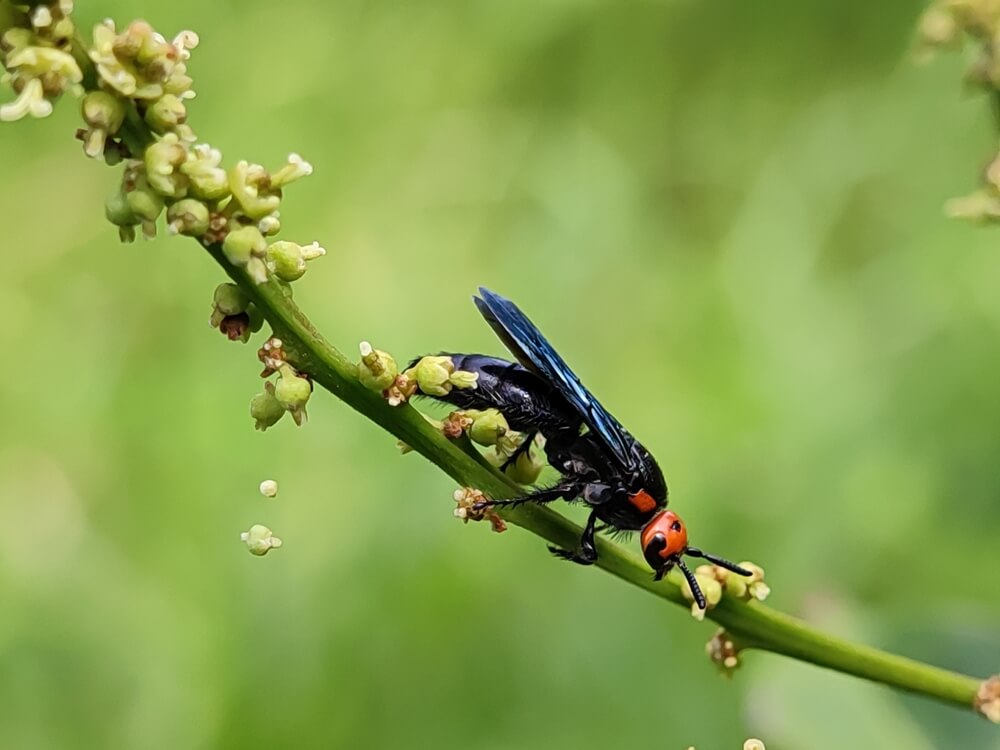 Terrifying Bees & Wasps That Will Keep You Indoors