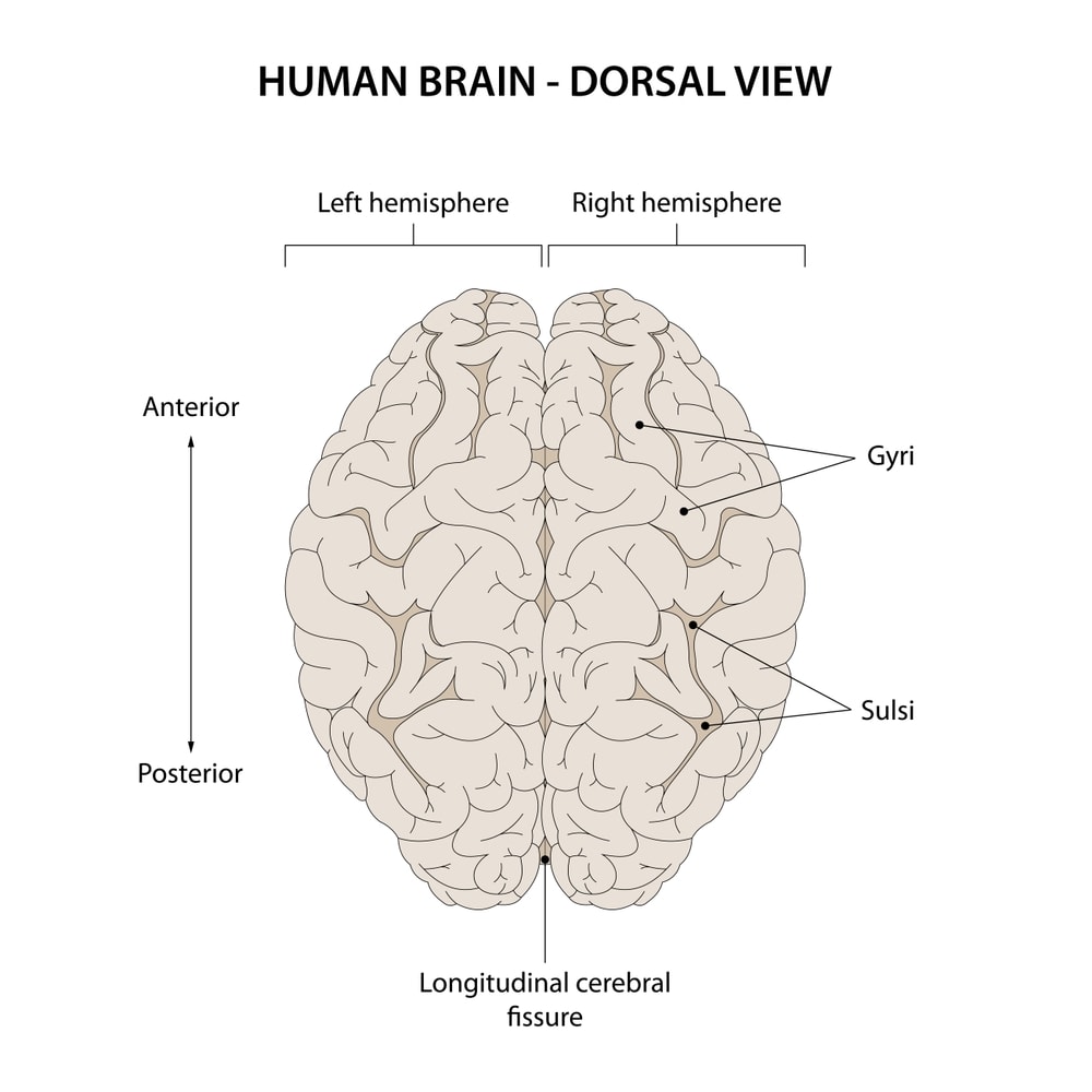 The Human Brain Explained So A 5 Year Old Could Understand