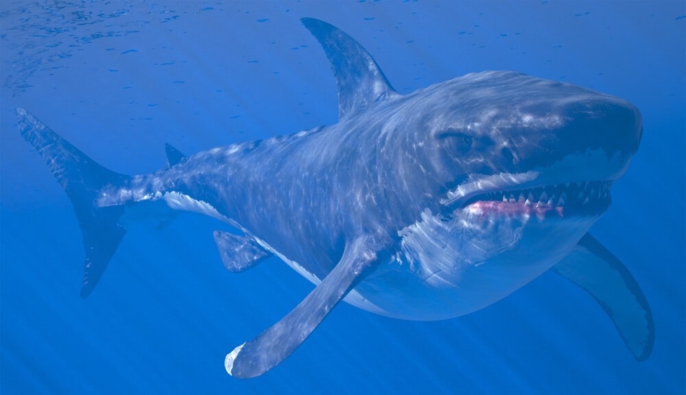 A List of Ancient Sharks from Small to Scary