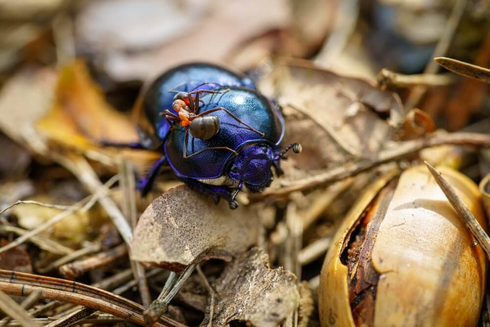 Here’s How Ants and Other Animals Find Their Way Home