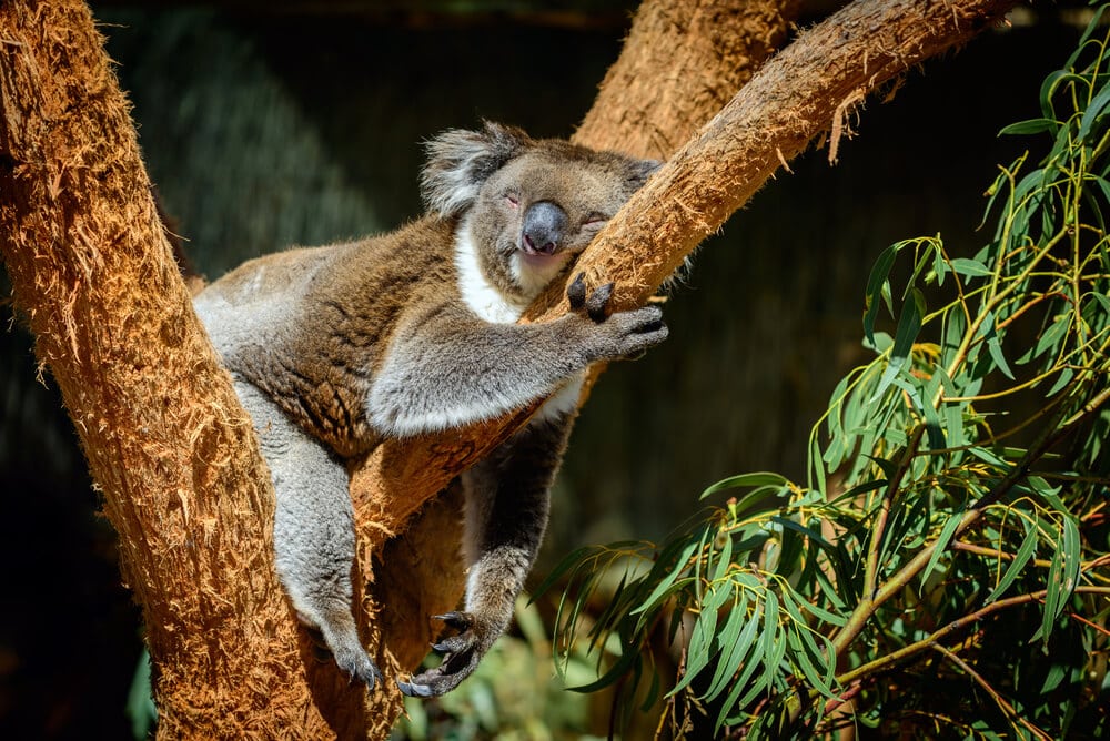 Times Koalas Were Anything But Cute