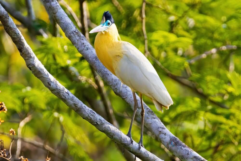 25 Incredible Bird Species Of The Amazon