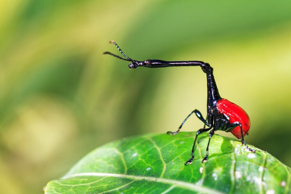 Some of these Majestic Animals Can Only be Found in Madagascar