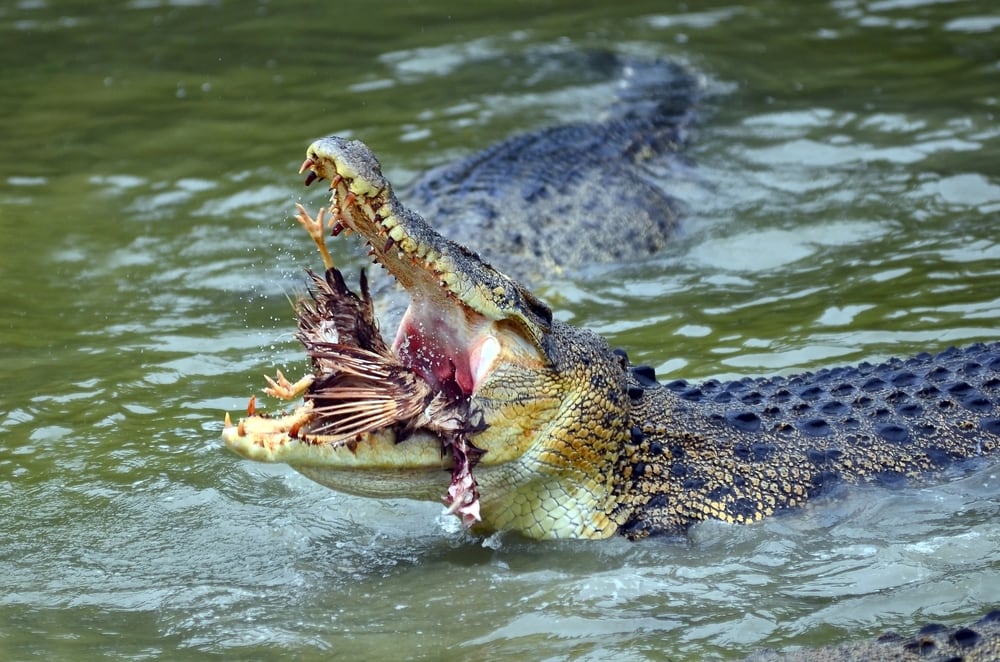 Why Saltwater Crocodiles Are The Scariest Reptile Alive