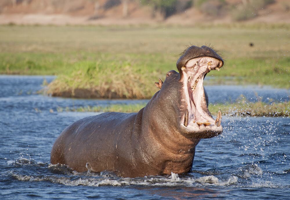 40 Times Earth’s Animals Created Nightmares