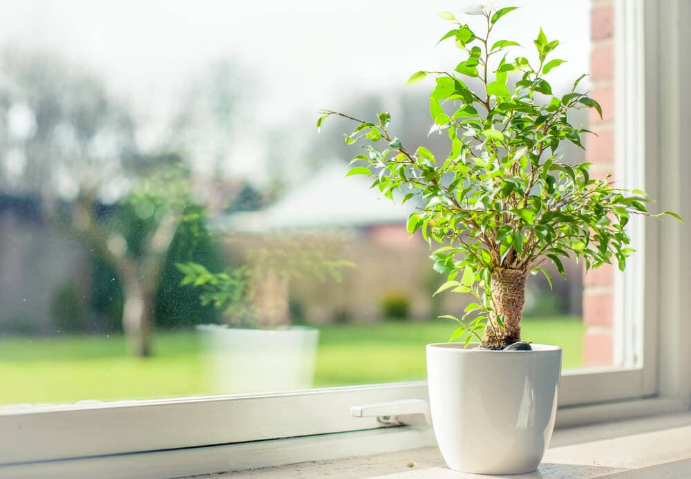 Exploring If Indoor Plants Really Improve Air Quality