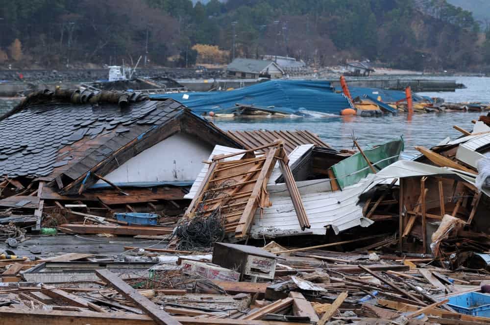 New Species Living in Fukushima, Japan’s Nuclear Accident Zone