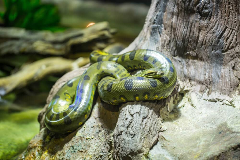 Amazing Creatures Found in the World’s Largest Rainforest