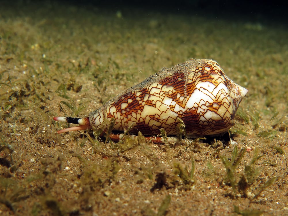 The Most Dangerous Animals In The World and Where They Like To Lurk