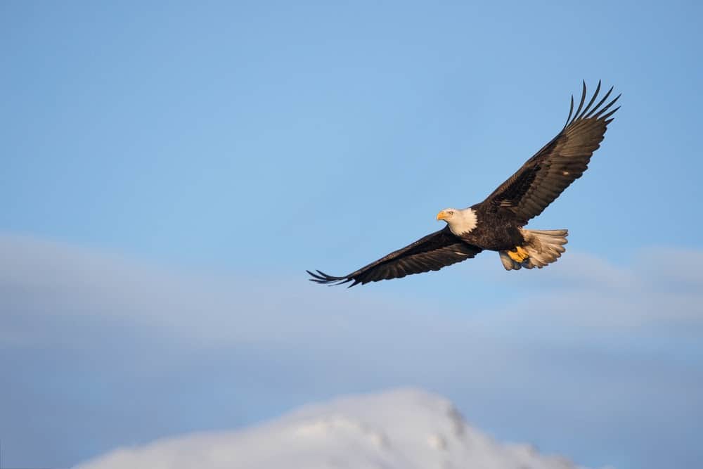 Wildlife in Alaska Puts the Continental US to Shame