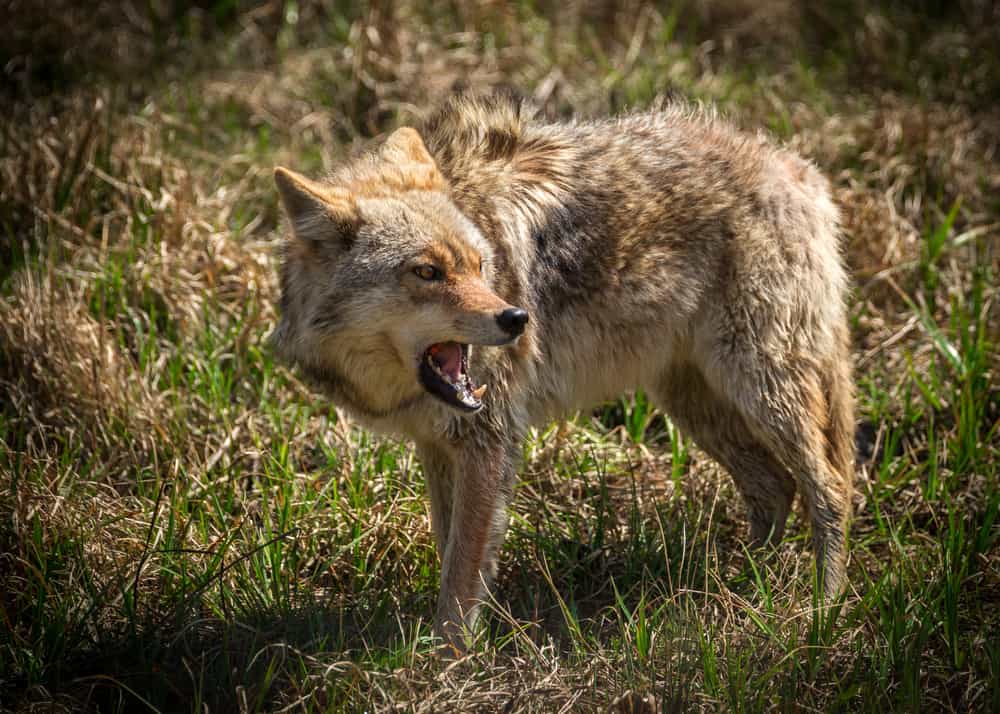 Terrifying Trail Cam Footage that Will Scare Anybody