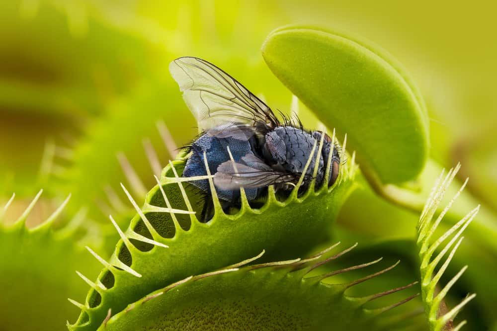 The Venus Flytrap Isn’t the Only Carnivorous Plant