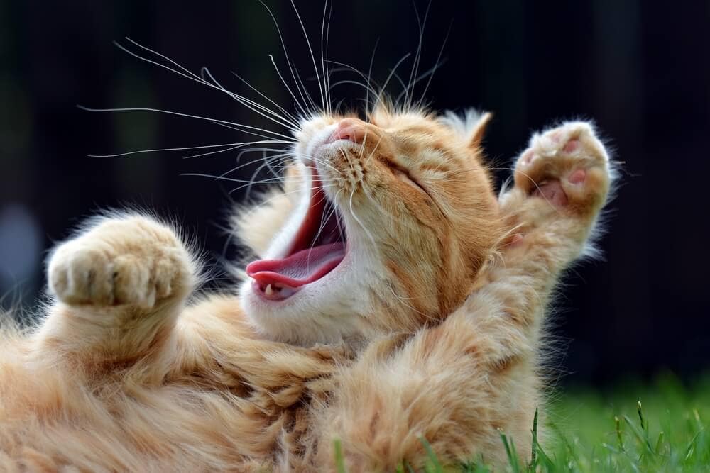 The Science Behind Why Yawning Is ‘Contagious’