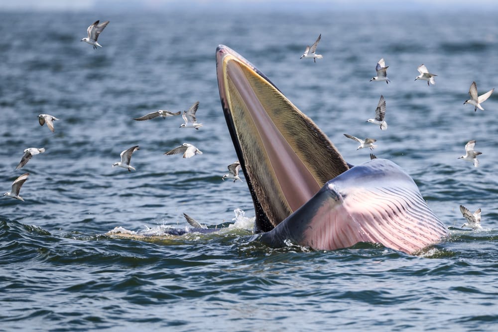 Why Orcas are the Scariest Predator in the Sea