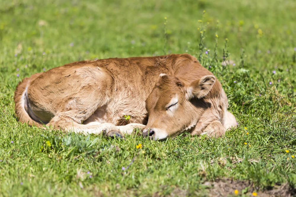 Unusual Sleeping Habits