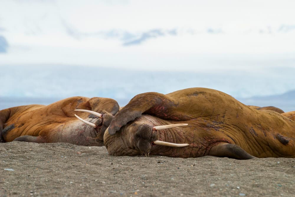 Unusual Sleeping Habits