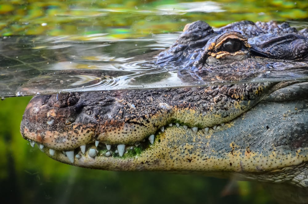 Why Saltwater Crocodiles Are The Scariest Reptile Alive