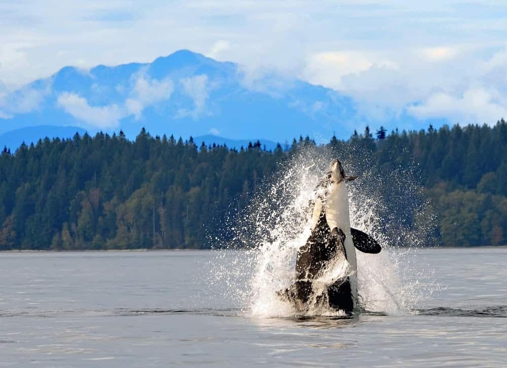 Wildlife in Alaska Puts the Continental US to Shame