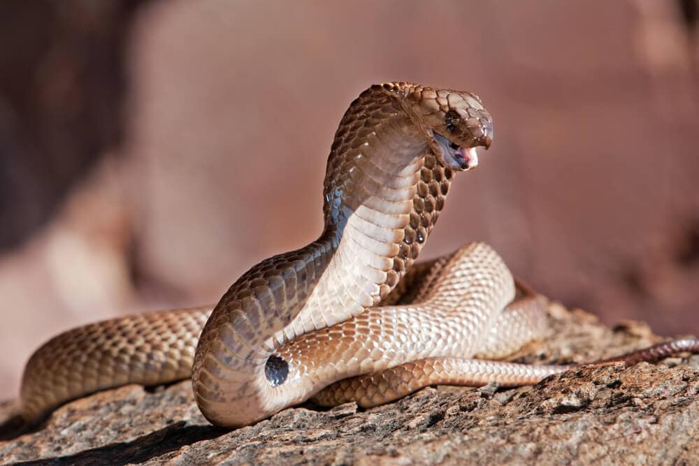 The Most Venomous Snakes On Planet Earth Today