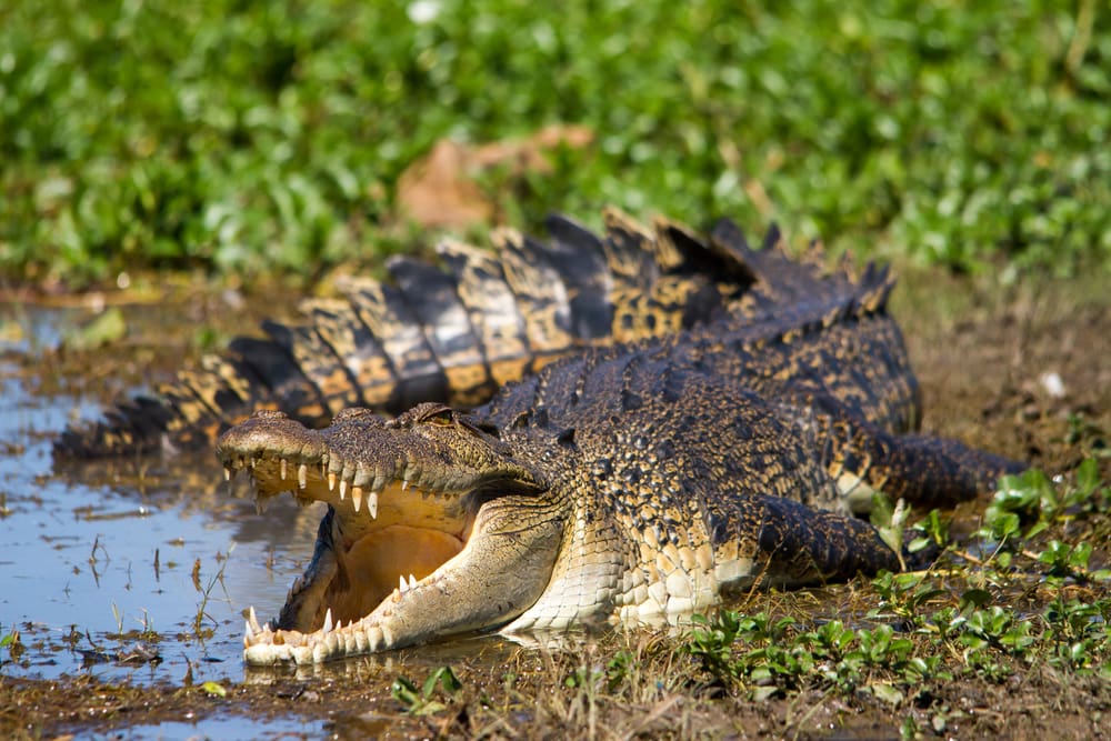 Why Saltwater Crocodiles Are The Scariest Reptile Alive