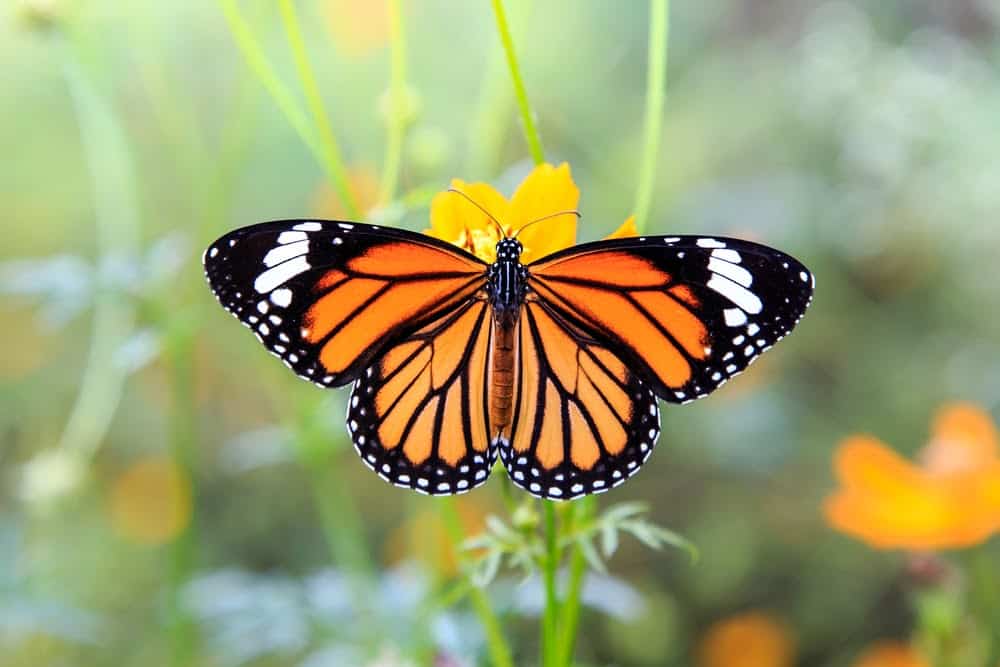 Monarch Patterns Are Changing – Here’s Why