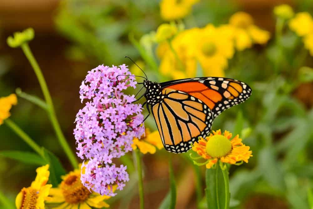 Monarch Patterns Are Changing – Here’s Why