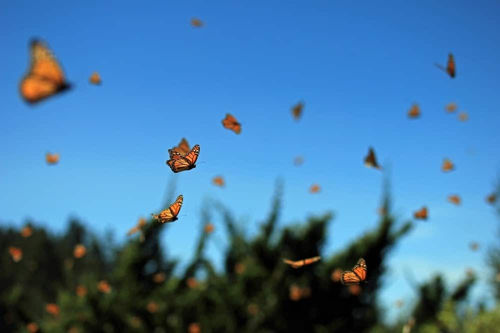 Monarch Patterns Are Changing – Here’s Why