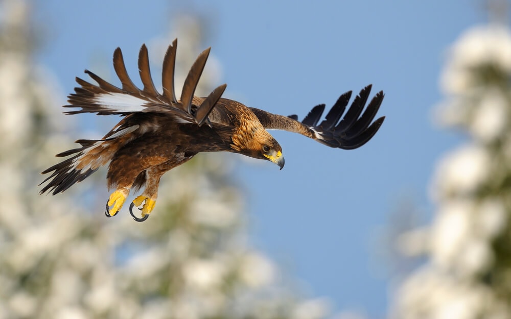 The Fastest Animals on the Planet Today