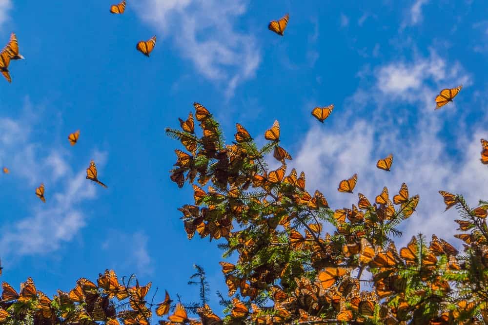 Monarch Patterns Are Changing – Here’s Why