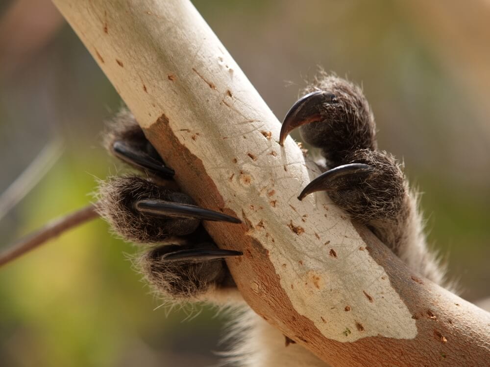 Times Koalas Were Anything But Cute