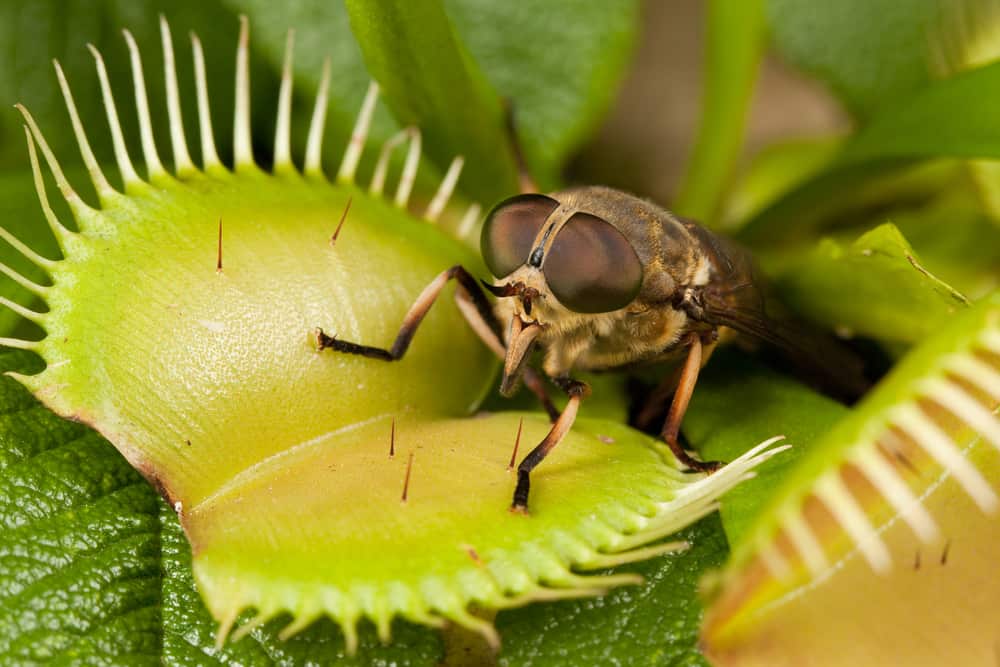 The Venus Flytrap Isn’t the Only Carnivorous Plant