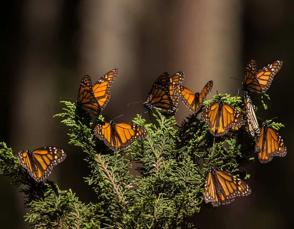 Monarch Patterns Are Changing – Here’s Why