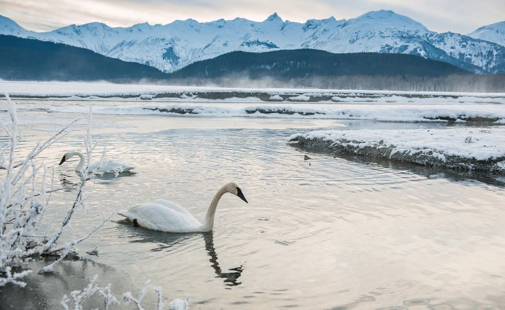 Wildlife in Alaska Puts the Continental US to Shame