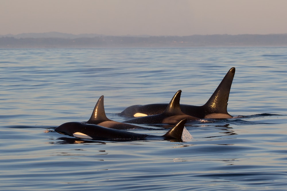 Why Orcas are the Scariest Predator in the Sea