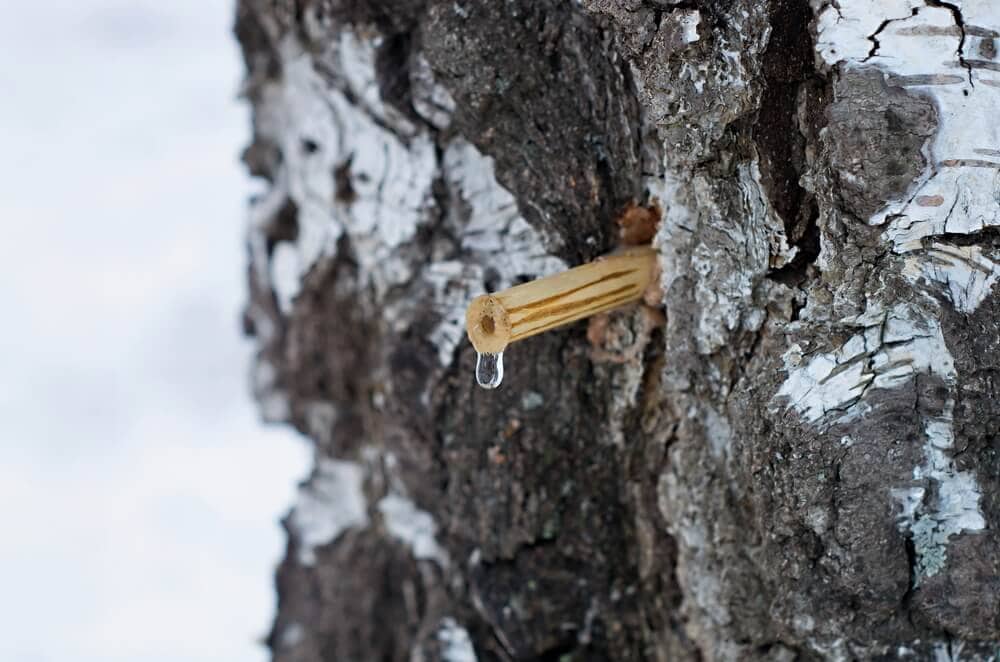 6,000-Year-Old Chewing Gum Proves Ancient Existence of Young Girl