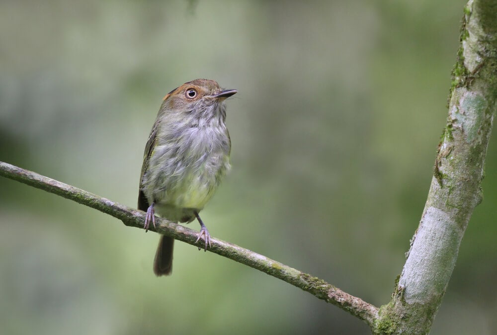 25 Incredible Bird Species Of The Amazon