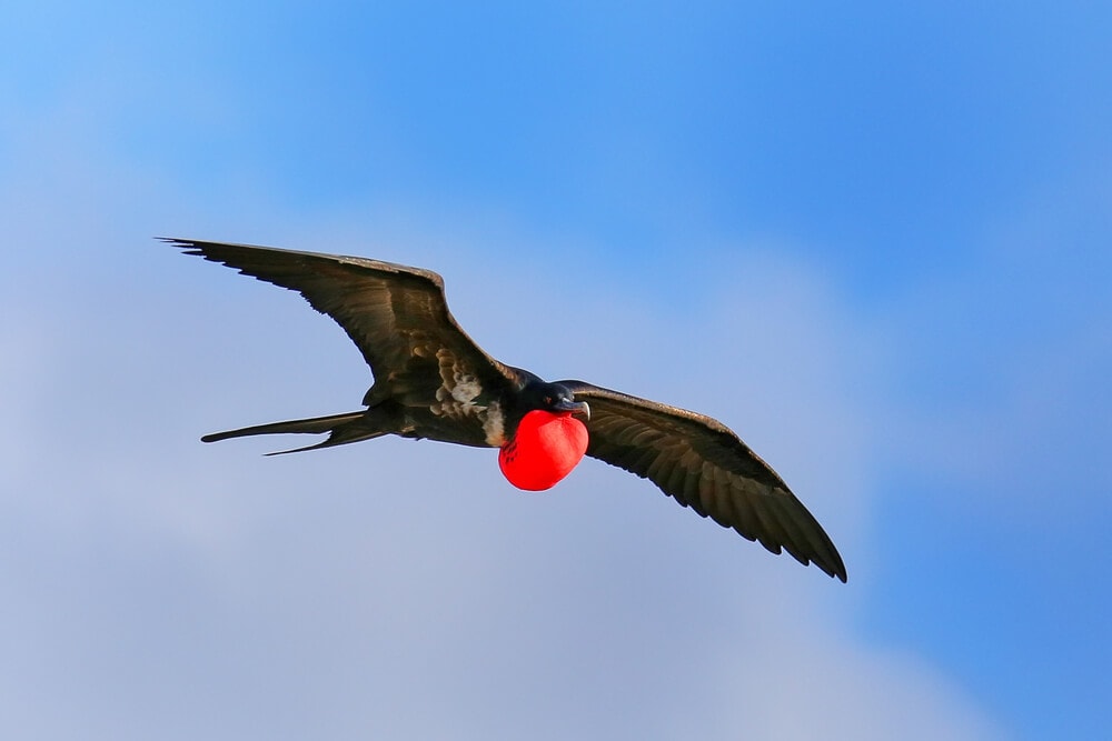 The Fastest Animals on the Planet Today