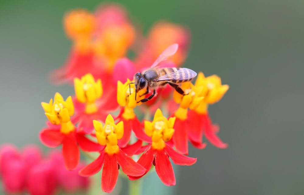 A Natural Science Enthusiast’s Guide to Medicinal Plants