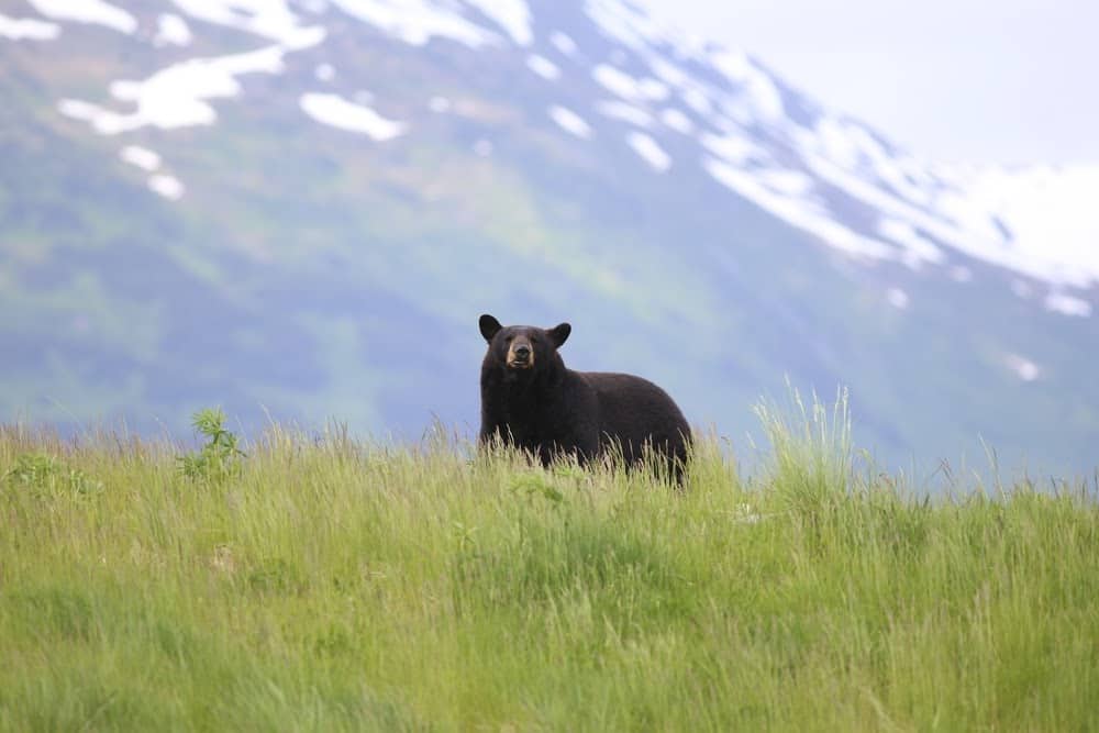 Wildlife in Alaska Puts the Continental US to Shame