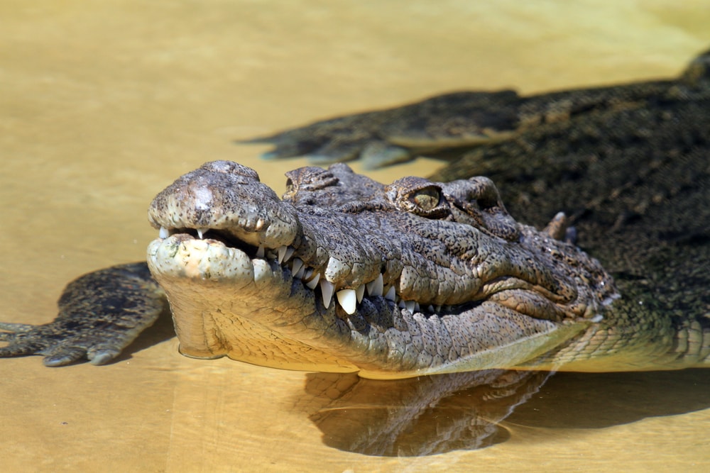 Why Saltwater Crocodiles Are The Scariest Reptile Alive