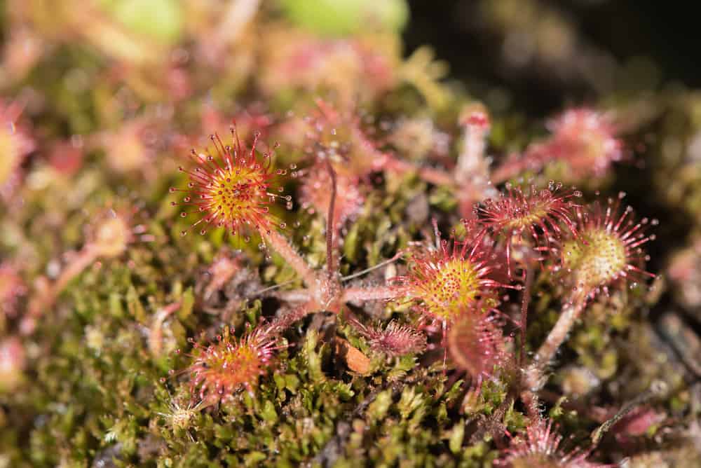 The Venus Flytrap Isn’t the Only Carnivorous Plant